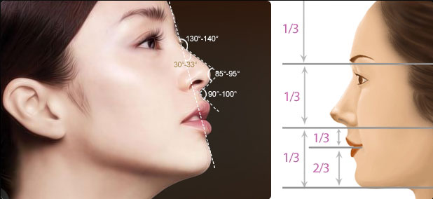 东方人美鼻标准